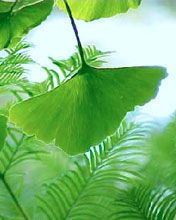 ginko