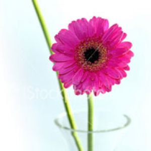 gerbera