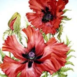 Papaver