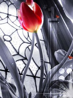 Tulip
