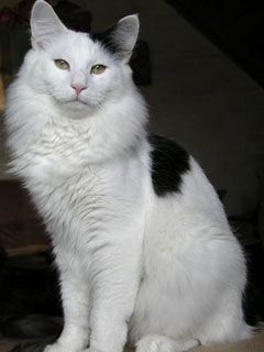 - - wallpaper preview