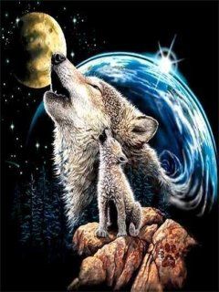 Wolf - wallpaper preview