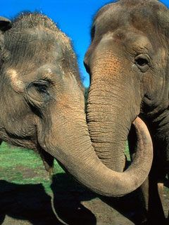 Asian Elephants