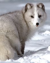 Arctic Fox