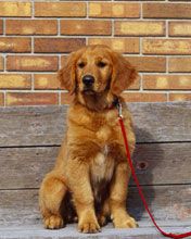 - - wallpaper preview