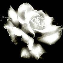 rose - wallpaper preview