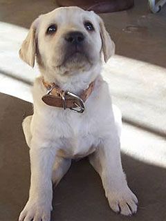 puppy look