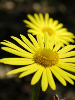 Yellow Flower