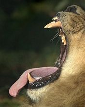 Lion