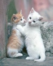Two kittens