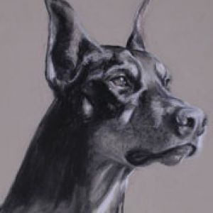 Doberman