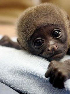 baby monkey