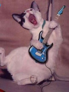 Crazy Cat - wallpaper preview