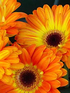 orange flowers