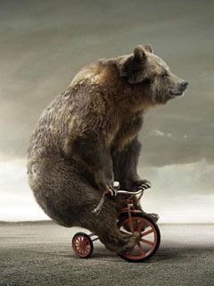 Bear