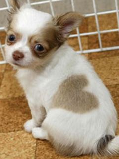 heart pattern - Chi