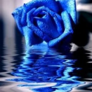 Blue rose