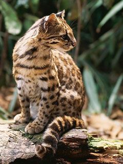 Lynx 