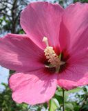 Hibiscus syriacus