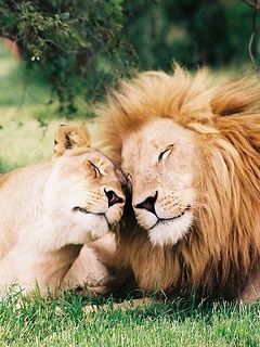 Lions