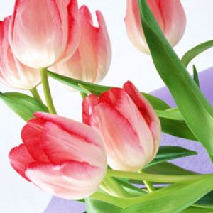 Tulip