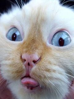 cicuska - wallpaper preview