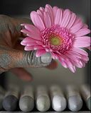 Rose Gerbera