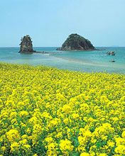 Korea - wallpaper preview