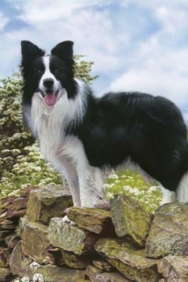 Border Collie