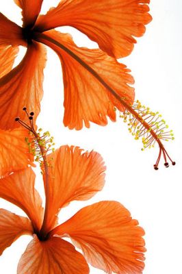 Hibiscus Falling