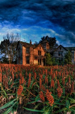 Woodfarm 