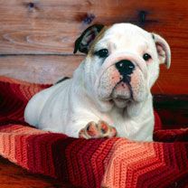 Buldog