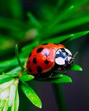 Ladybug