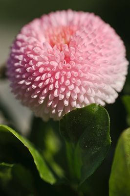 Bellis perennis
