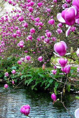 Magnolia