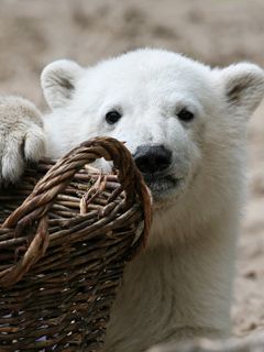 Knut
