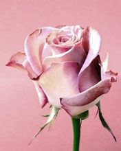 Pink Rose
