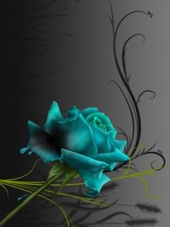 Blue Rose