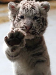 Baby Tiger