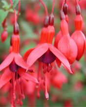 Fuchsia