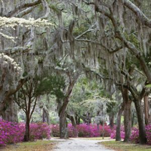 Springtime in Savannah - Georgia