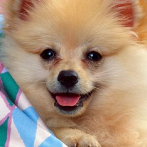 Spitz