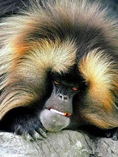 Monkey