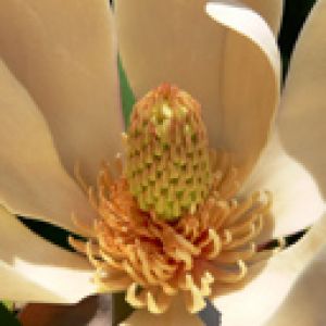 Magnolia