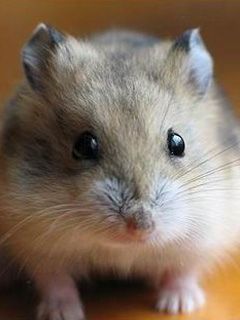 Gros Plan de Hamster Mignon