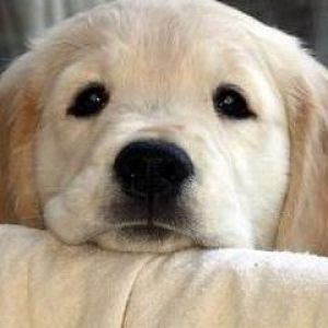 Adorable Chiot Golden Retriever