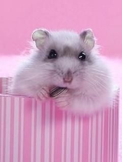 Hamster Mignon dans une Boîte Rose
