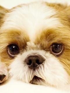 Chien Mignon en Gros Plan