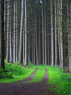 Sentier Forestier Serein