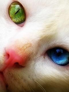 Yeux Uniques de Chat